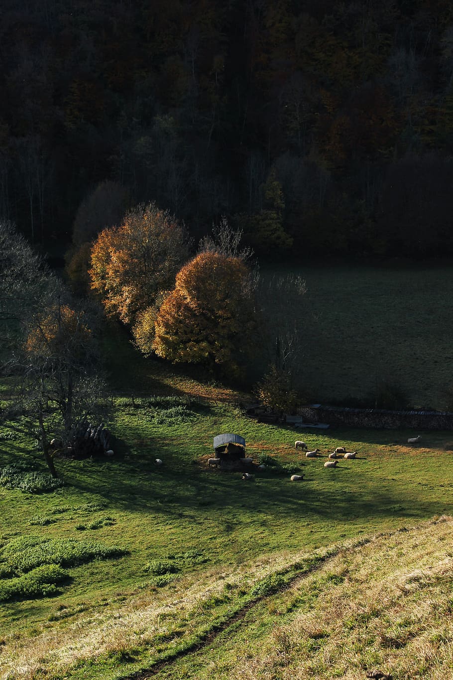 tree, nature, outdoors, abies, plant, fir, france, field, grass HD wallpaper