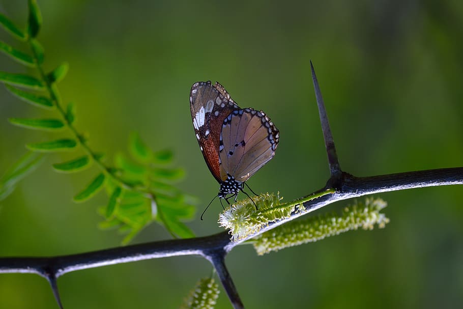 Shallow Photography of Brown and Black Butterfly Perched on Black Plantbranch HD wallpaper