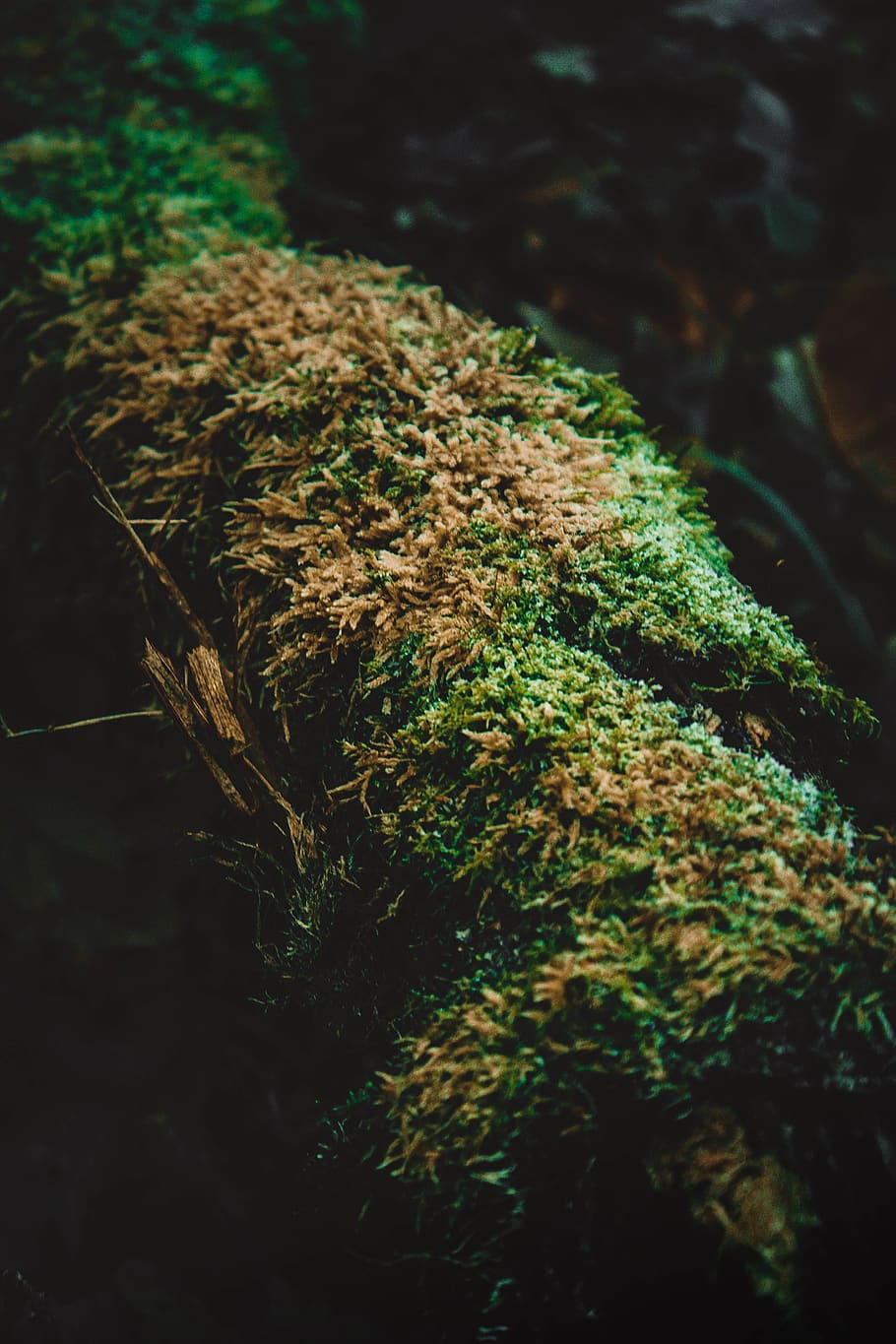 green, forest, nature, wallpaper, adventure, outdoor, lake HD wallpaper