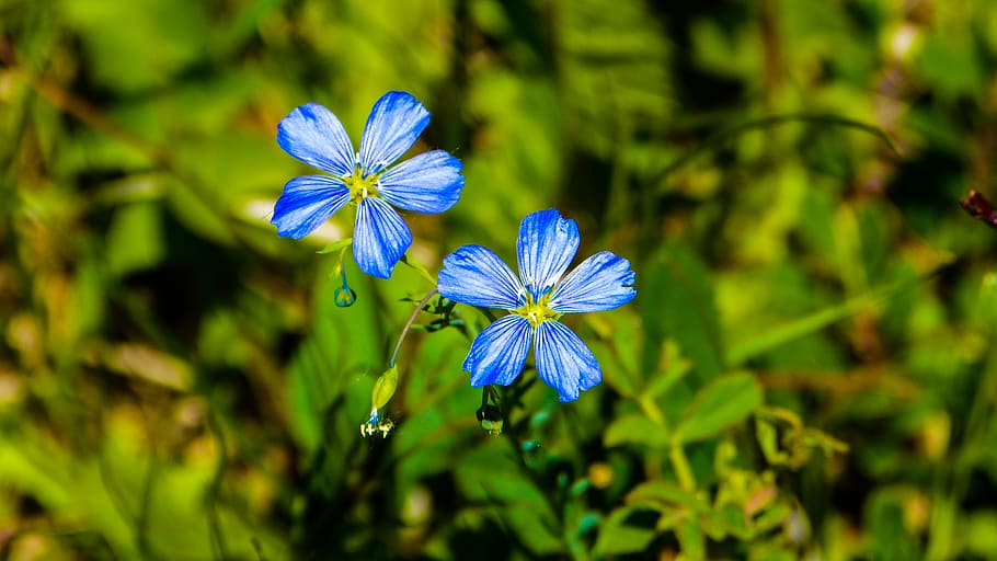 canada, canmore, alberta, summer, waterdrop, morning, flower HD wallpaper