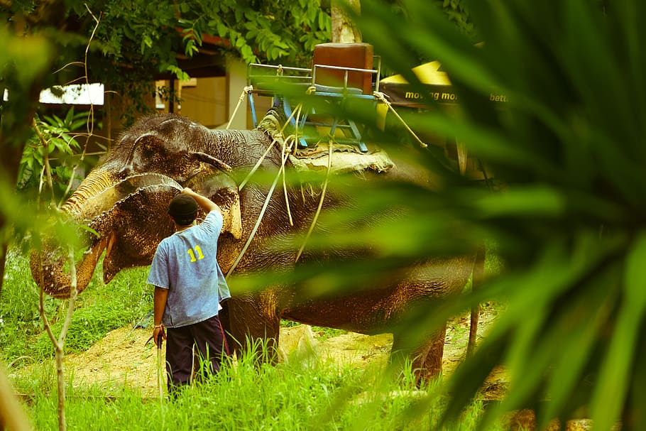 a man with an elephant, person, human, animal, mammal, wildlife HD wallpaper