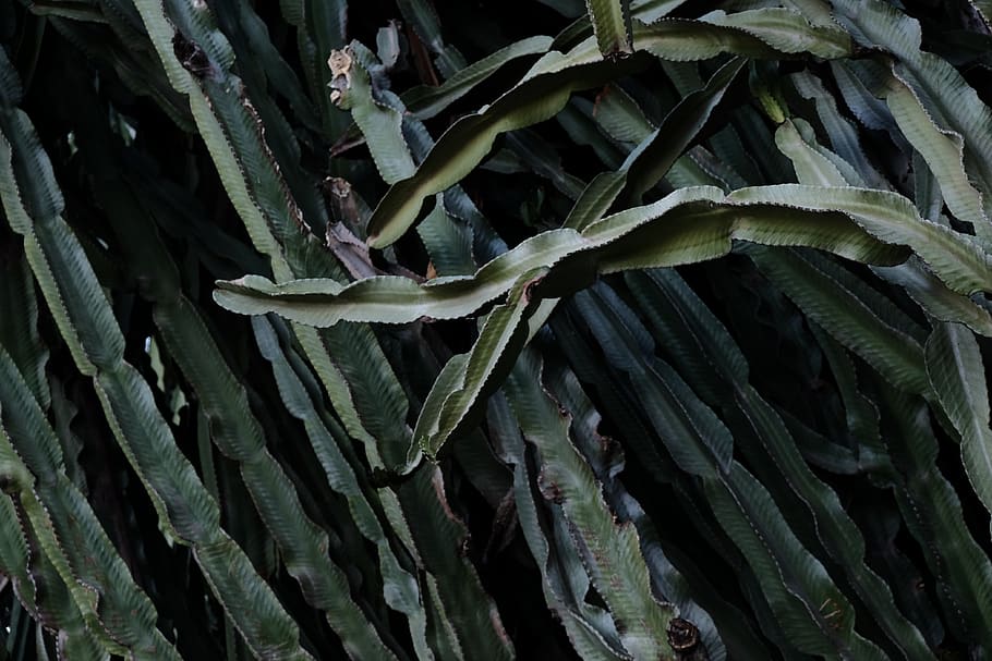 green cactus plant, spain, barcelona, leaf, dark, cacti, flora HD wallpaper