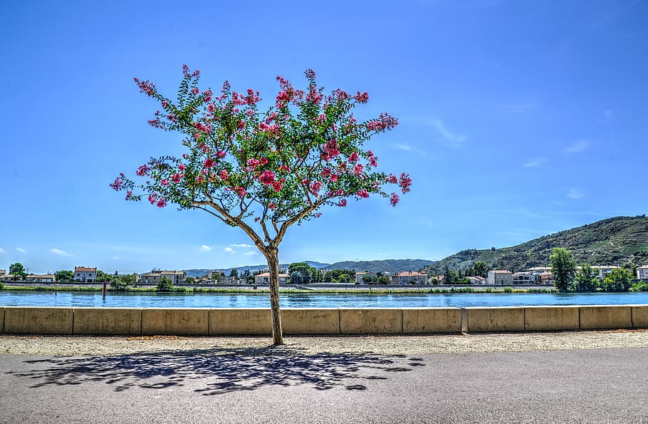 Person Showing Red Flower Tree, clouds, colors, concrete, flowers HD wallpaper