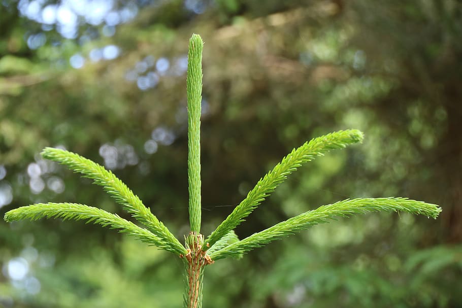 fir tree, conifer, spruce, tree top, fir top, growth, green color HD wallpaper