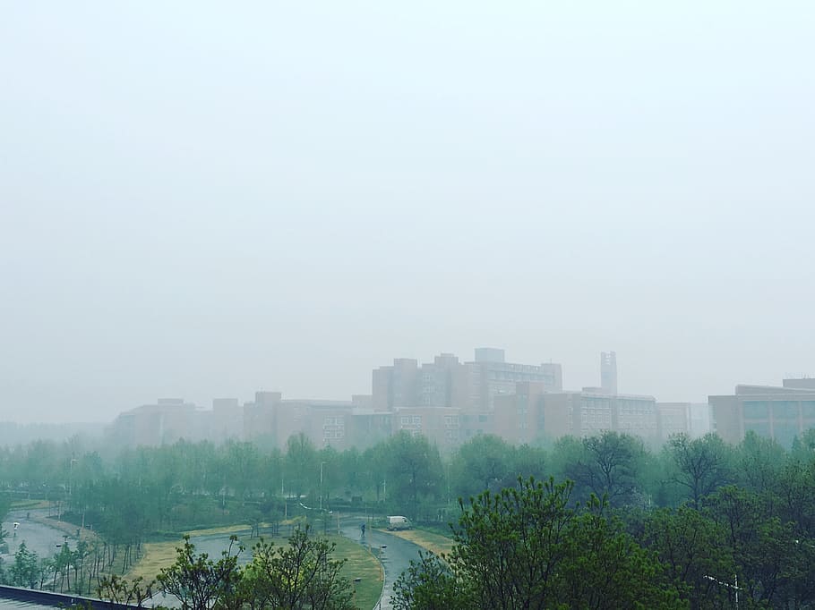 rain, fog, trees, building exterior, architecture, sky, built structure HD wallpaper