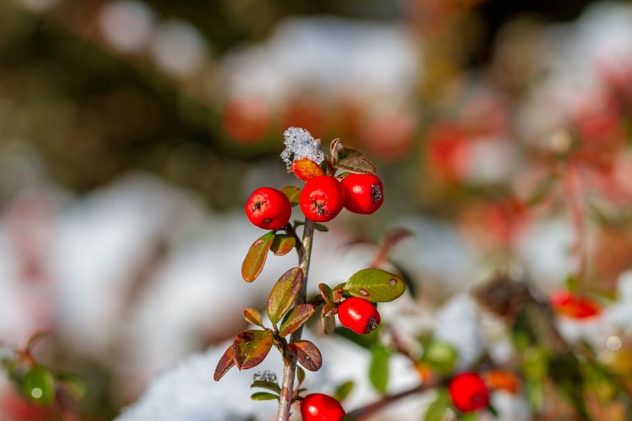 berries, red, winter, nature, bush, snow, ice, food, fruit HD wallpaper