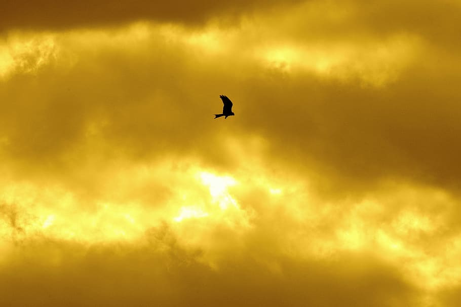 sky, milan, bird, clouds, light, animal themes, vertebrate HD wallpaper
