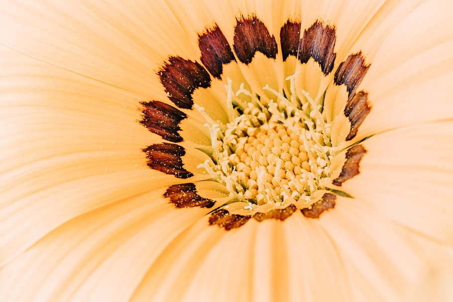 beige and brown petaled flower close up photography, macro, pollen HD wallpaper