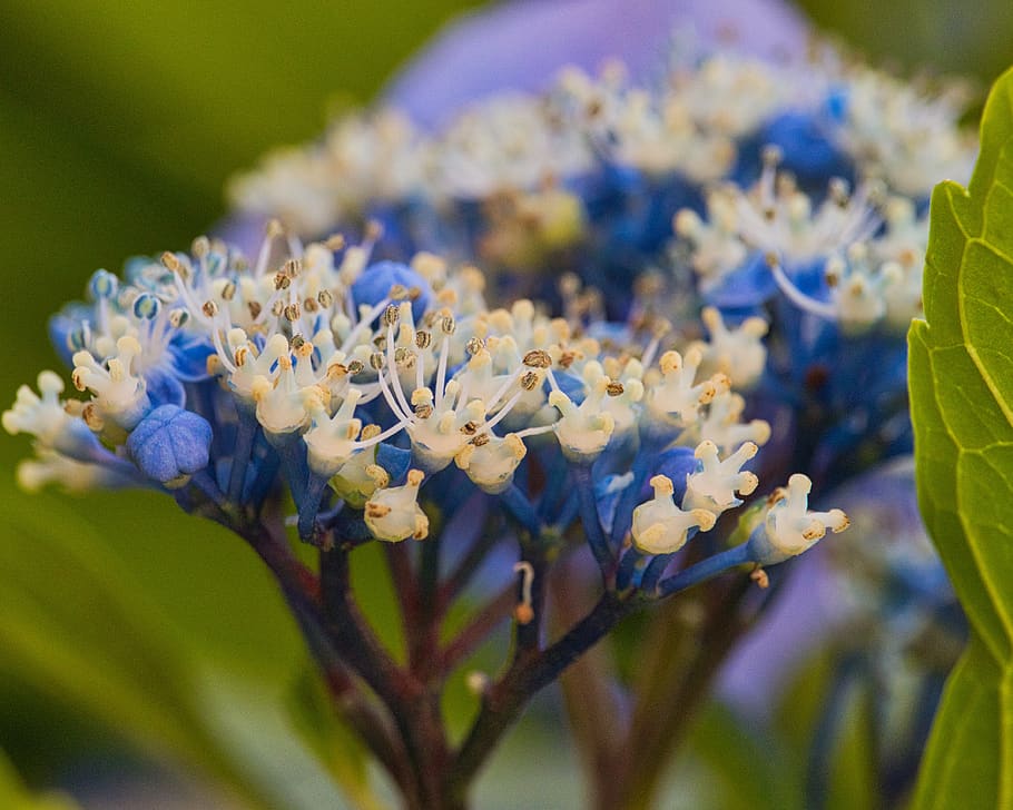 hydrangea, blue, nature, hydrangea flower, blossom, bloom, flowers HD wallpaper