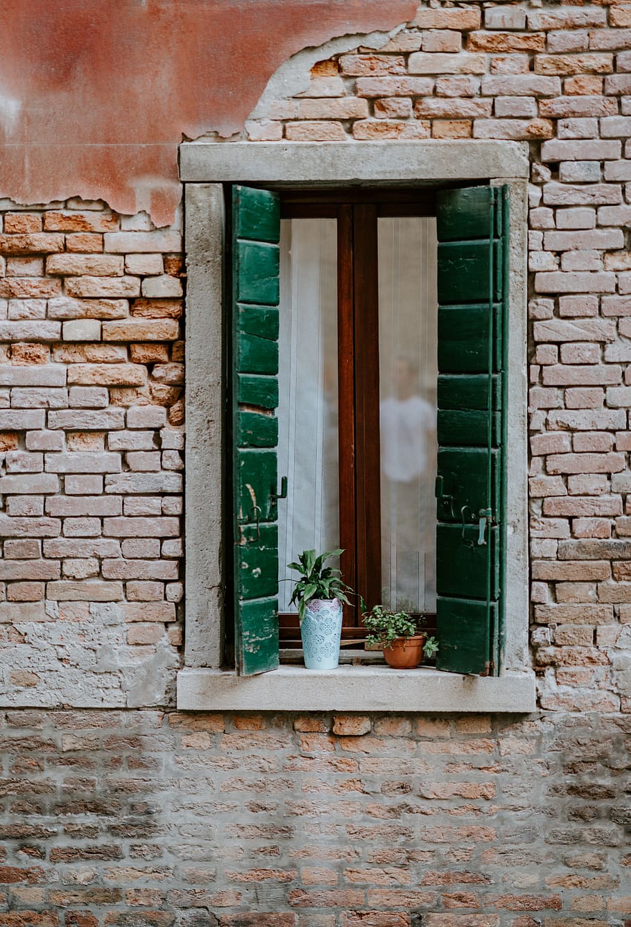 close-up of potted plant on window, brick, window frame, wall HD wallpaper