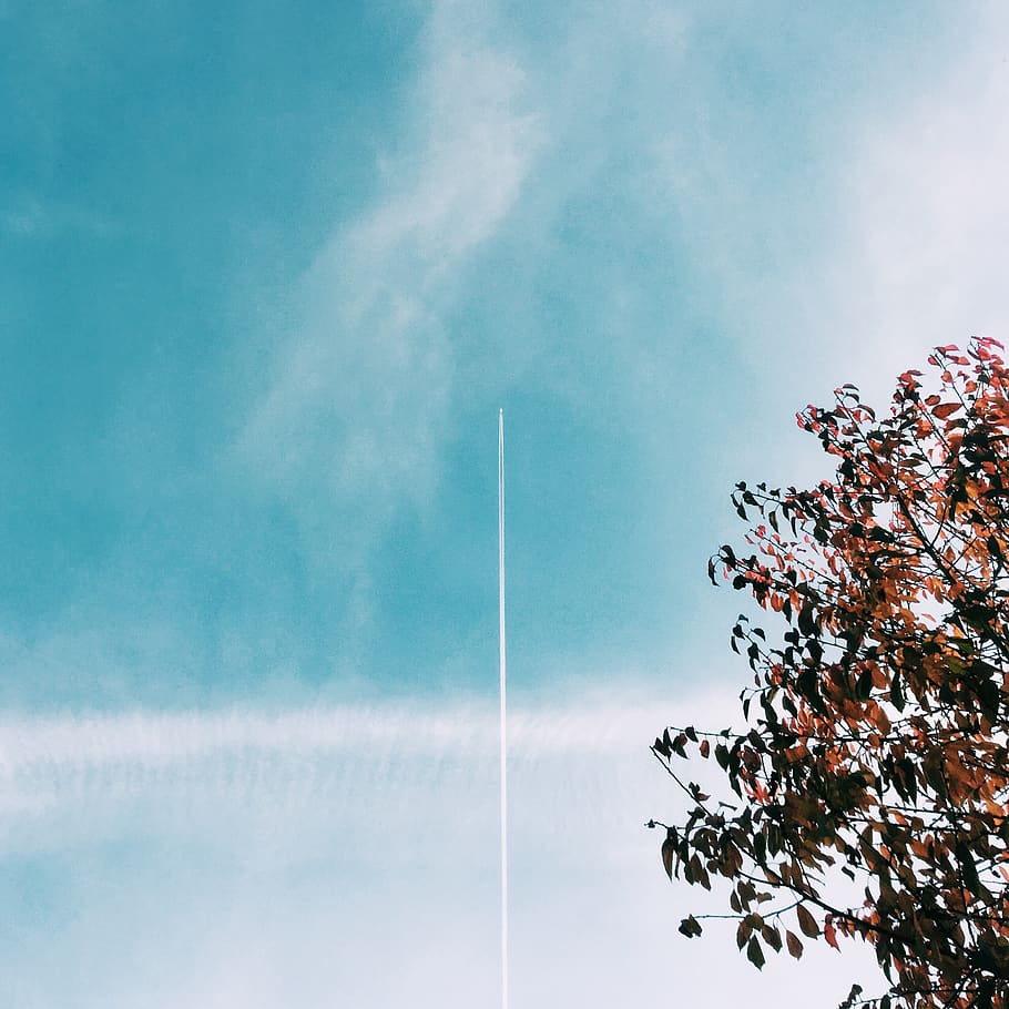 sky, cloud - sky, vapor trail, low angle view, tree, nature HD wallpaper