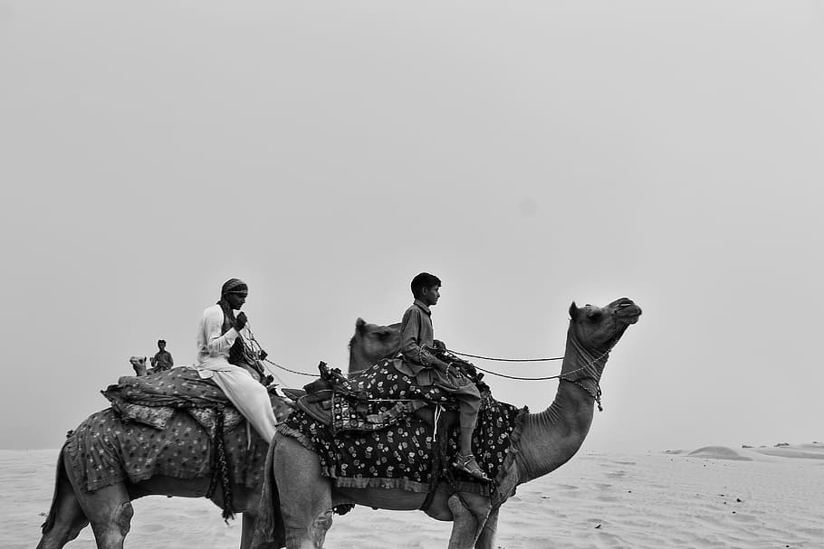 HD wallpaper: india, jaisalmer, ship of desert, thar, camel, animal, mammal  | Wallpaper Flare