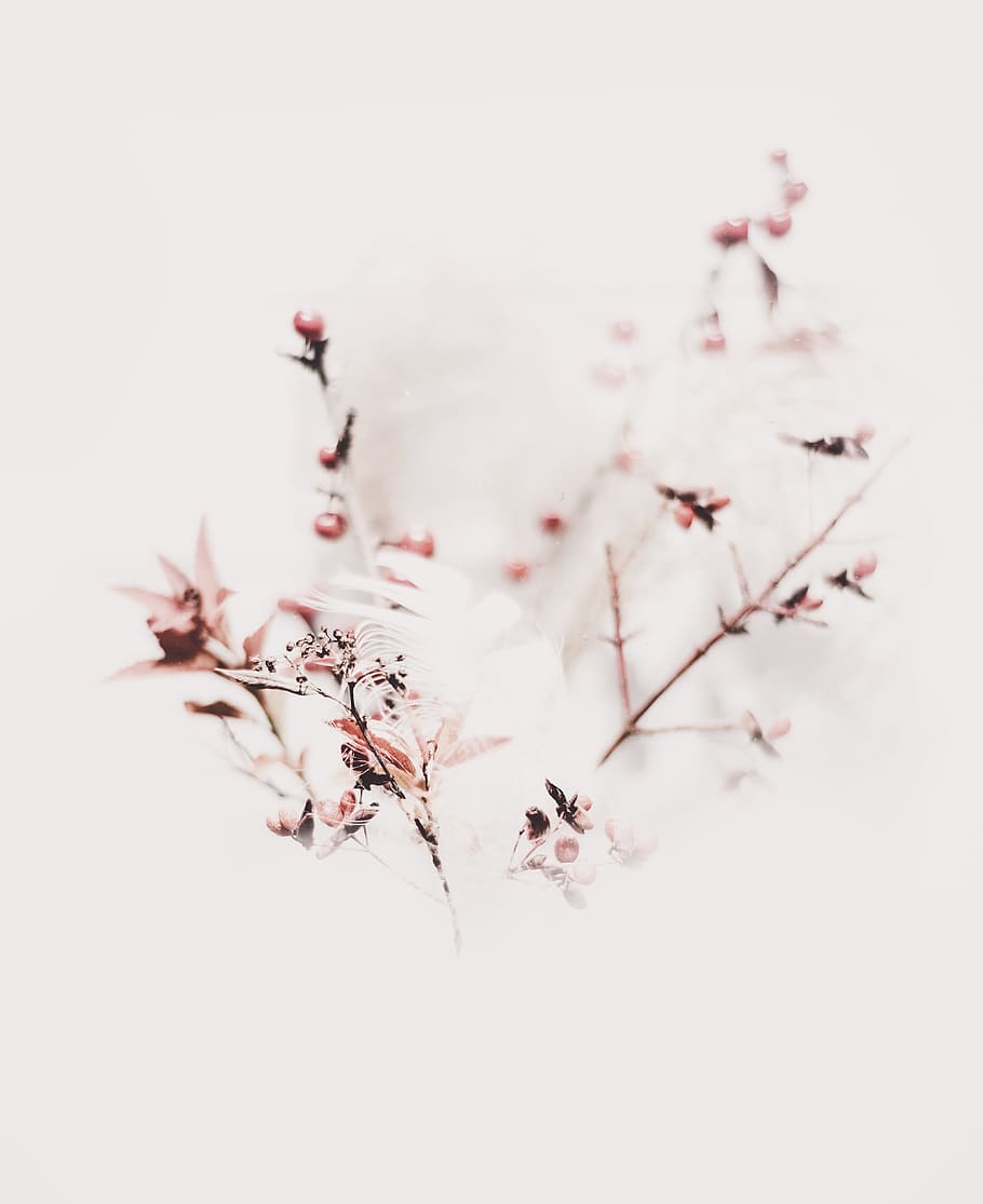pink flowers, plant, nature, petal, blossom, weather, leaf, fog HD wallpaper