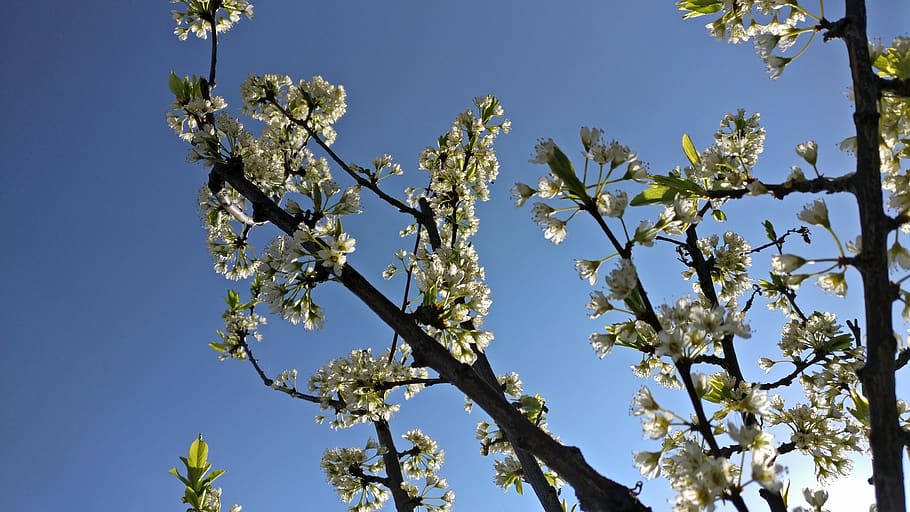 tree, flower, sky, plum, nature, spring, plant, growth, flowering plant HD wallpaper