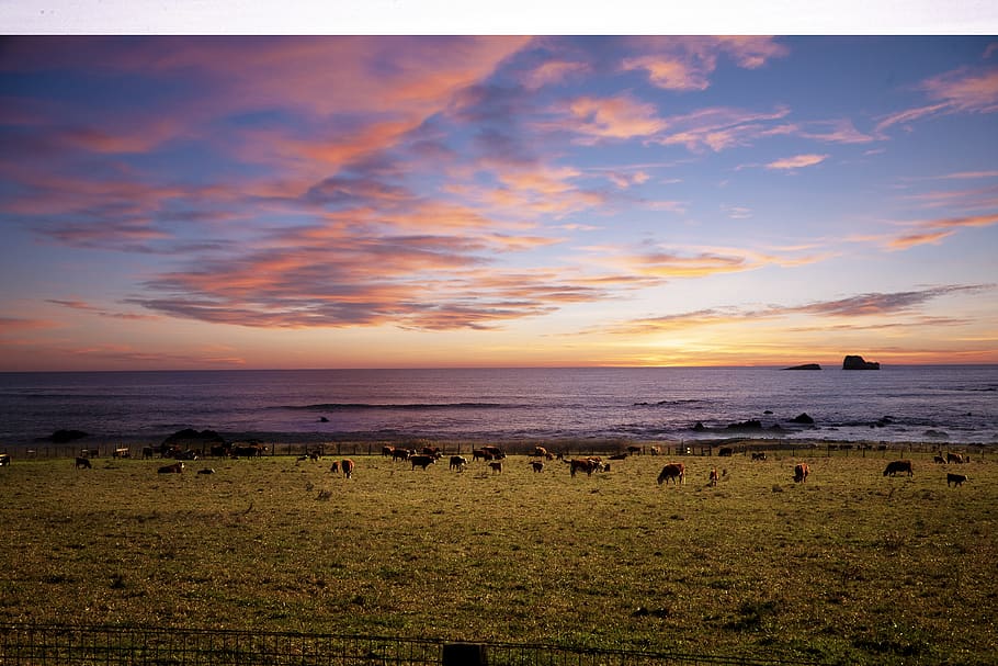 coast, ranch, herd, sunset, warm, leisure, united states, california HD wallpaper
