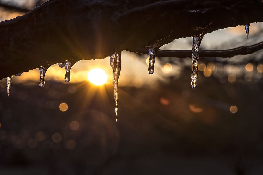 Snow Melting on Tree Branch during Sunrise, backlit, blur, blurred background HD wallpaper