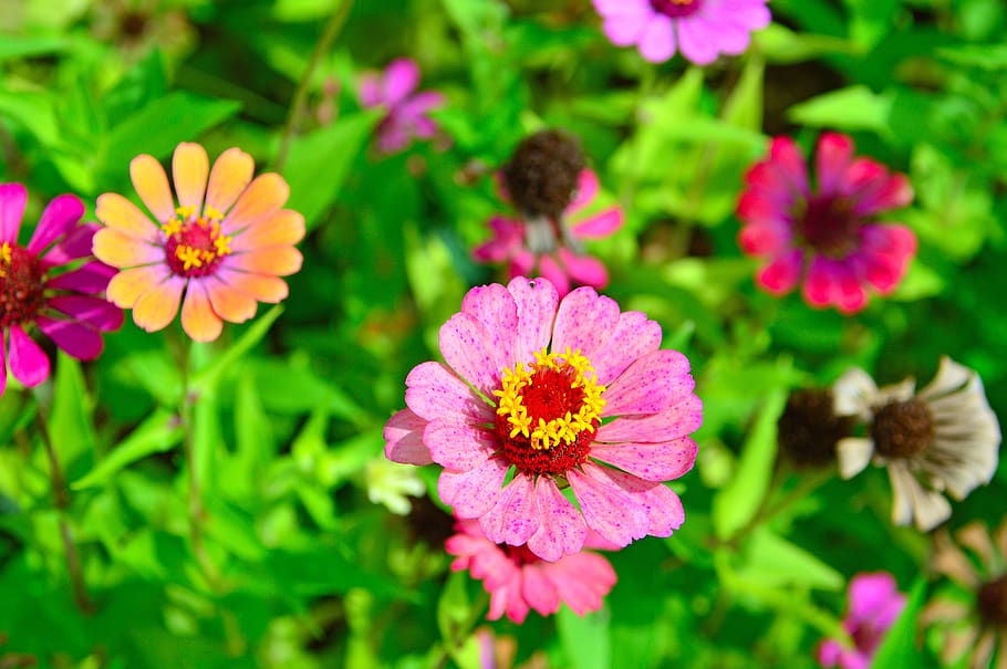 color, summer, summer flowers, colored syrian muslims, nature, HD wallpaper