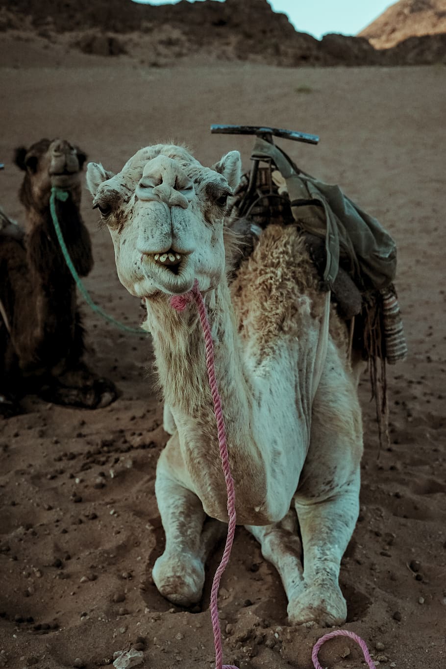white camel sitting on sand, animal, mammal, alpaca, llama, sahara desert HD wallpaper
