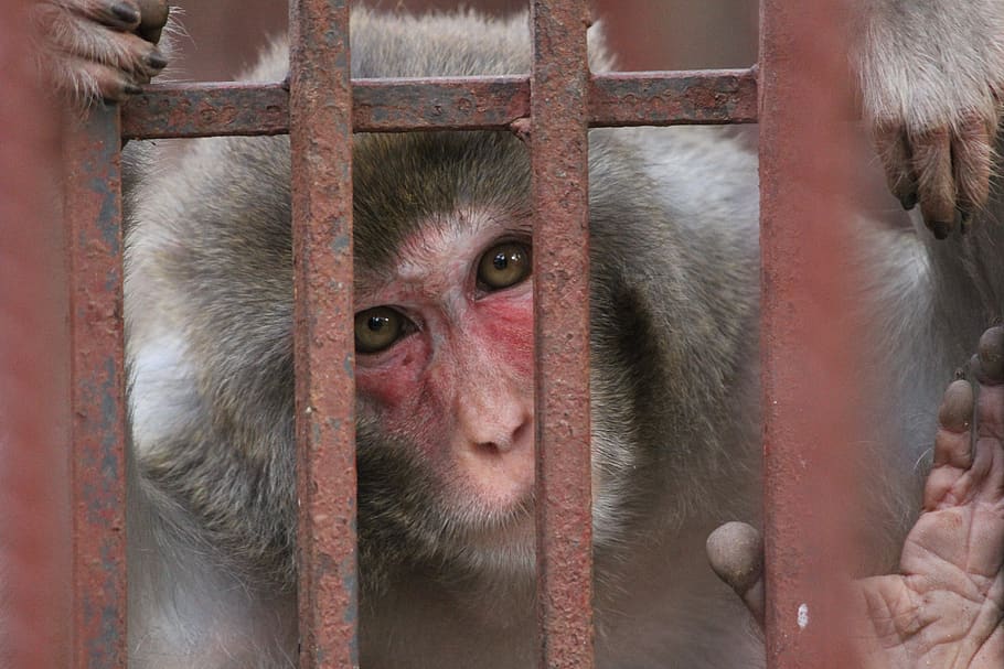 monkey, zoo, animal, sad, cage, trapped, feeling, primate, mammal HD wallpaper