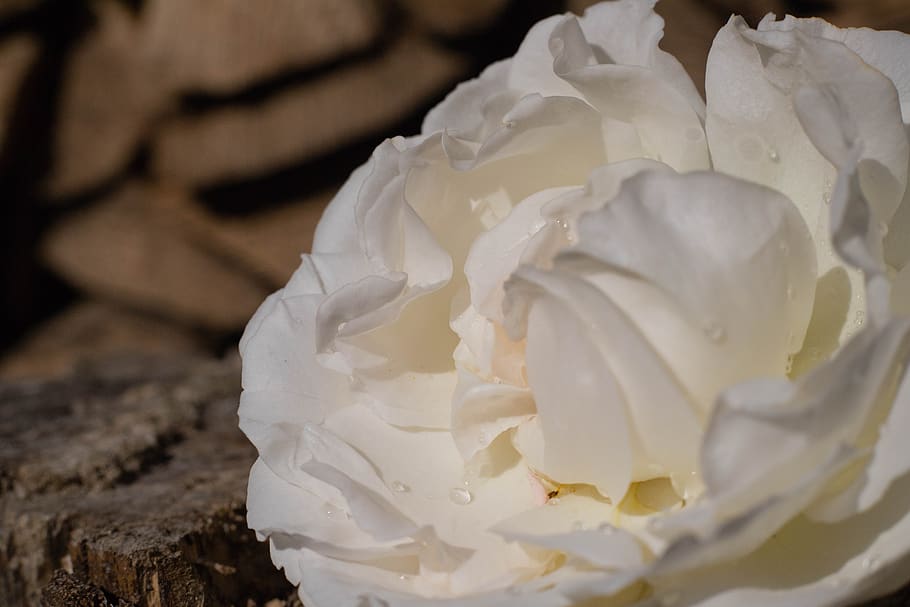 rose, roses, white, macro, flower, flowers, romantic, nature HD wallpaper