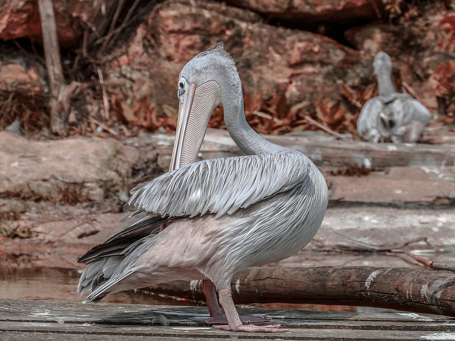 pelican, nature, wildlife, birds, animal, water, feather, pelikan