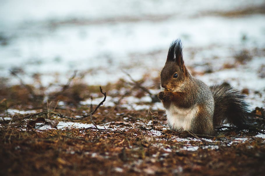 brown squirrel standing on ground, animal themes, animal wildlife HD wallpaper