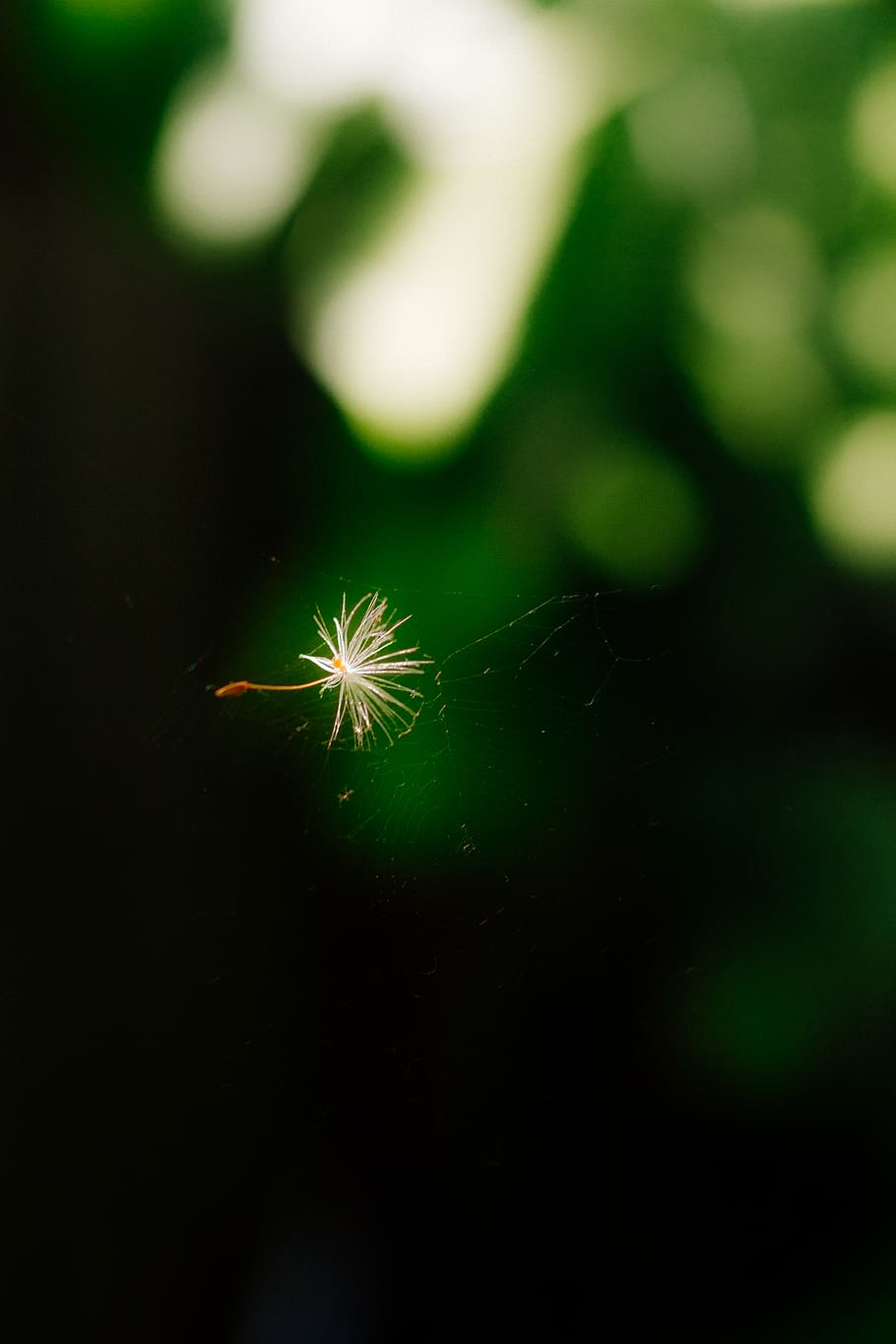seed, plant, close-up, nature, selective focus, no people, flower HD wallpaper