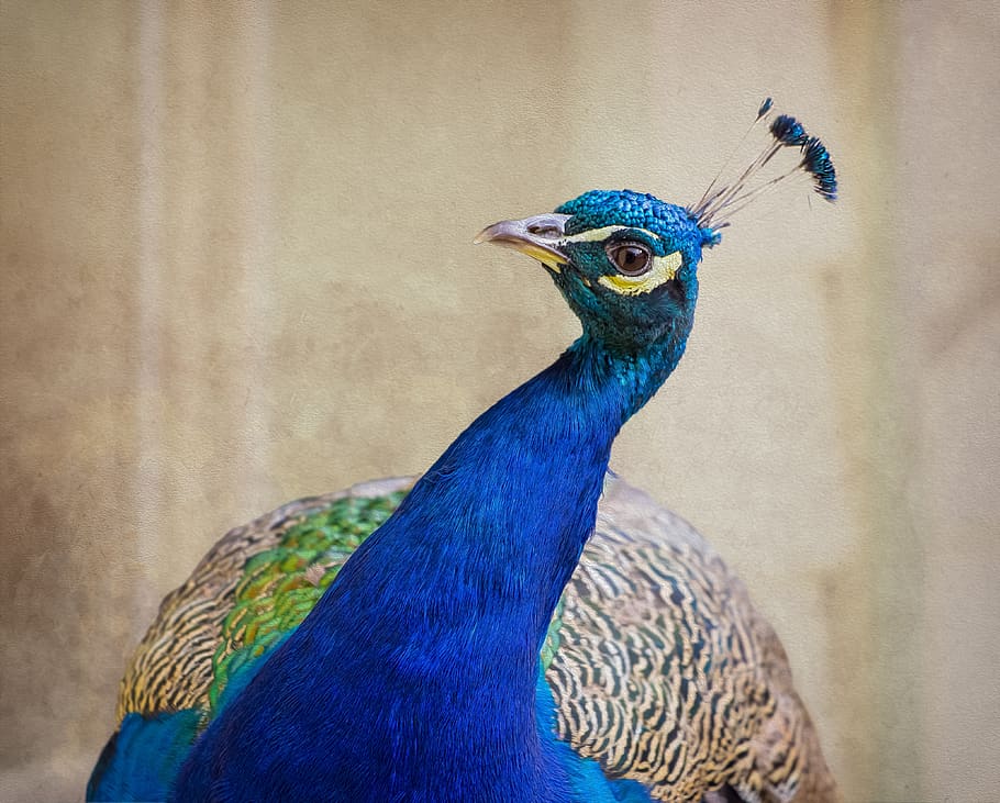 peacock, bird, feather, pride, portrait, close up, texture HD wallpaper