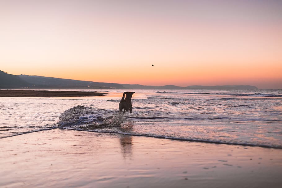 dog standing during daytime, water, sea, sunset, beach, land HD wallpaper