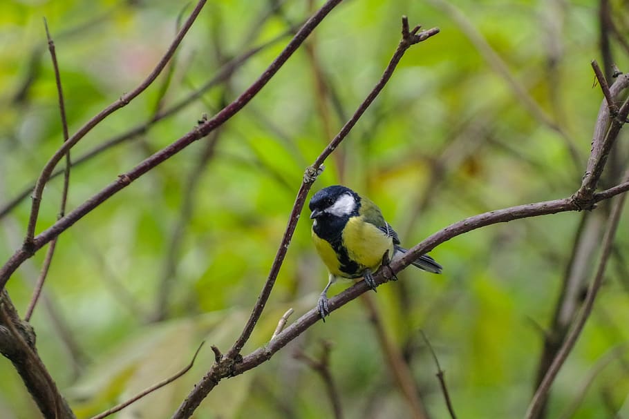 tit, tree, forest, nature, bird, autumn, yellow, outdoors, plumage HD wallpaper