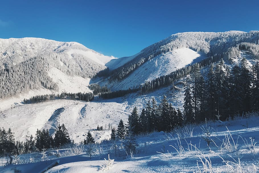 snowcapped hills with pine trees, outdoors, nature, mountain HD wallpaper
