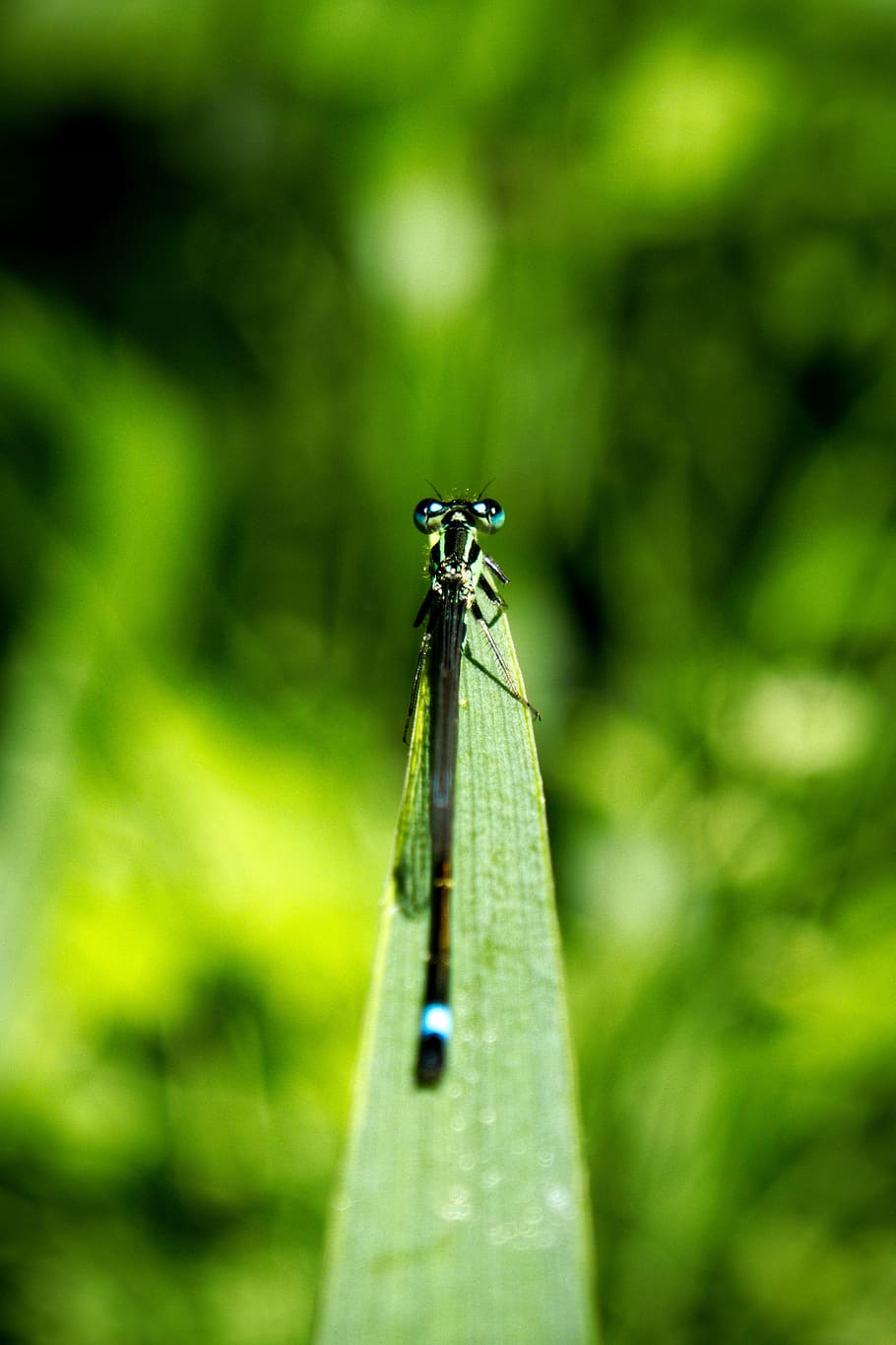 green, zoom, macro, nature, dragonfly, bug, insect, green color HD wallpaper