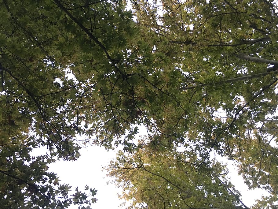 iran, tehran, tehran province, tree, low angle view, plant HD wallpaper