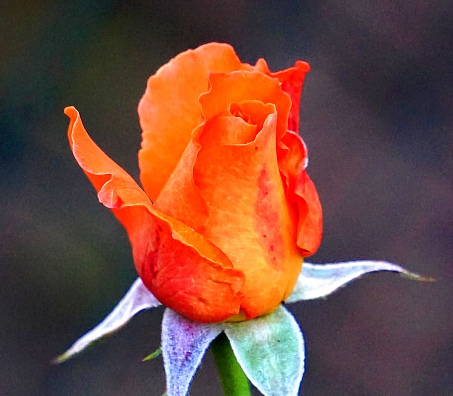 rose, blossom, bloom, flower, nature, romantic, floribunda HD wallpaper