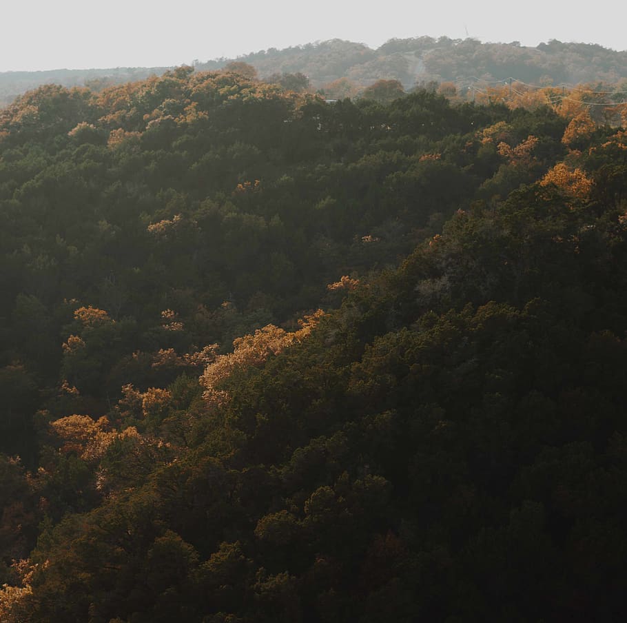 november, tree, forest, mountain, plant, scenics - nature, beauty in nature HD wallpaper