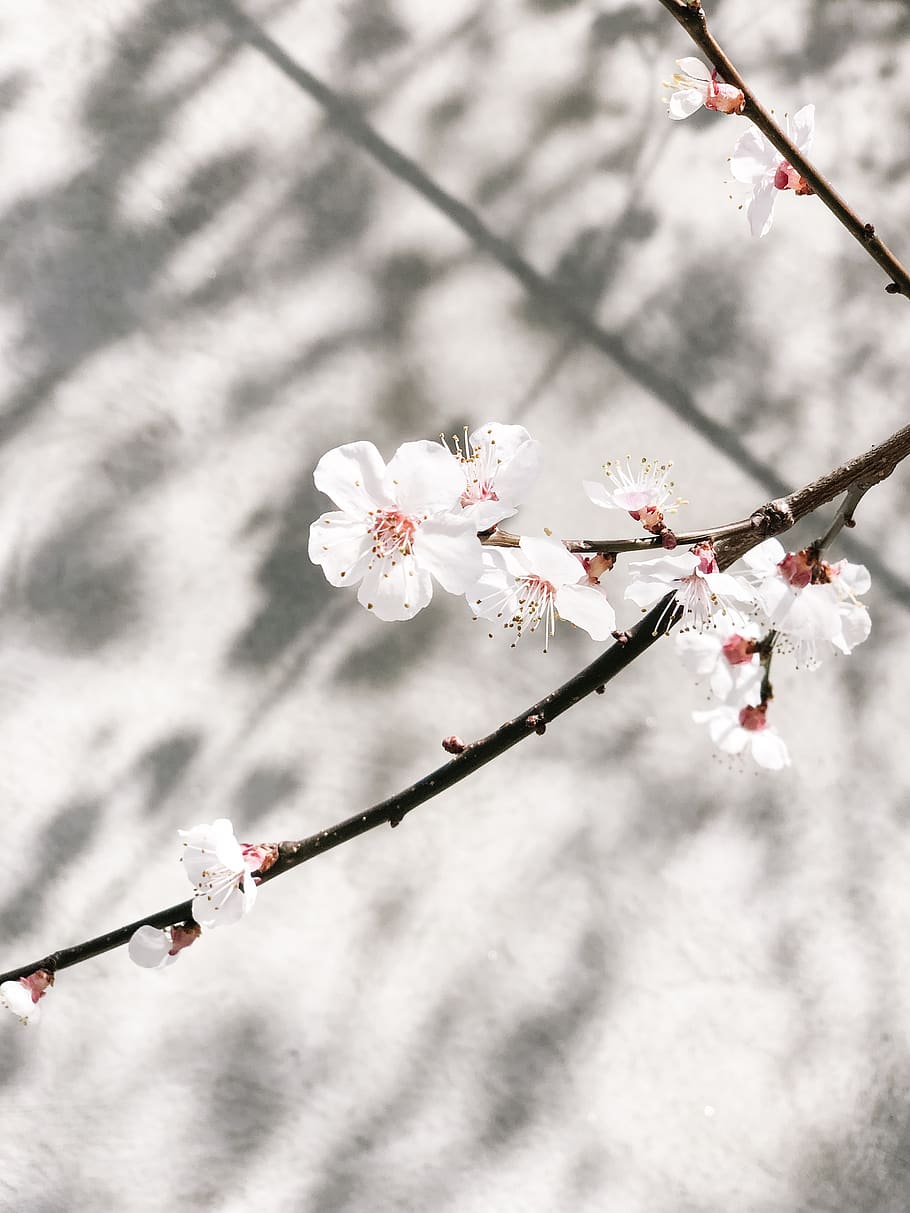 white flowers at bloom, plant, blossom, cherry blossom, pollen HD wallpaper