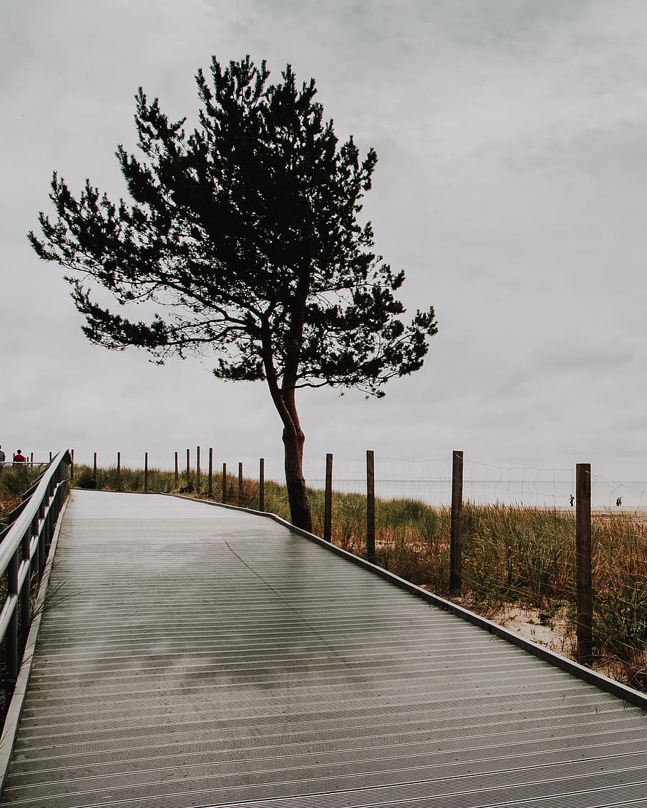 poland, hel, plant, tree, sky, nature, direction, cloud - sky HD wallpaper