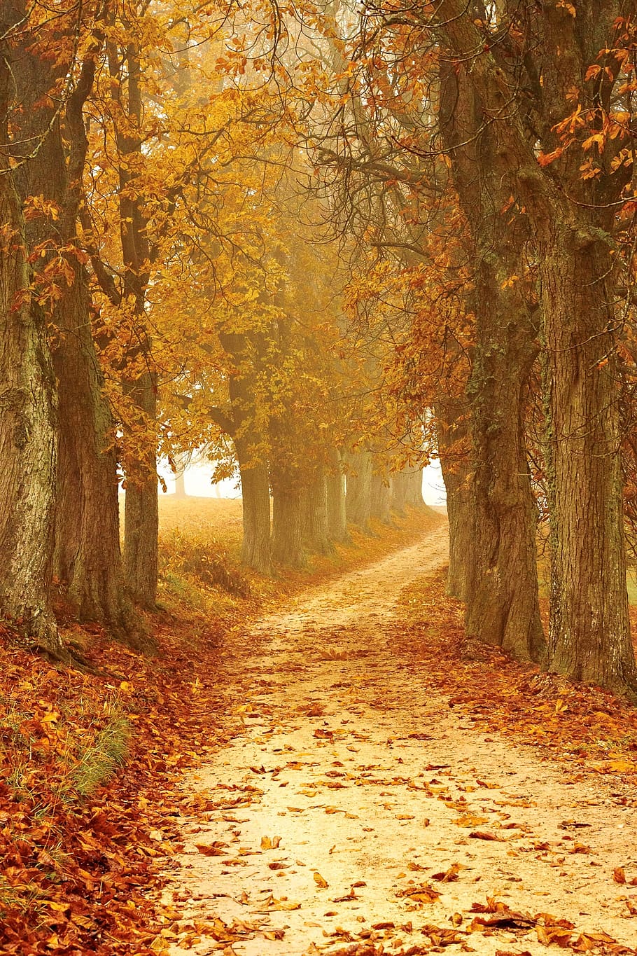 Photography of Leaves on Ground, brown, dawn, daylight, environment HD wallpaper