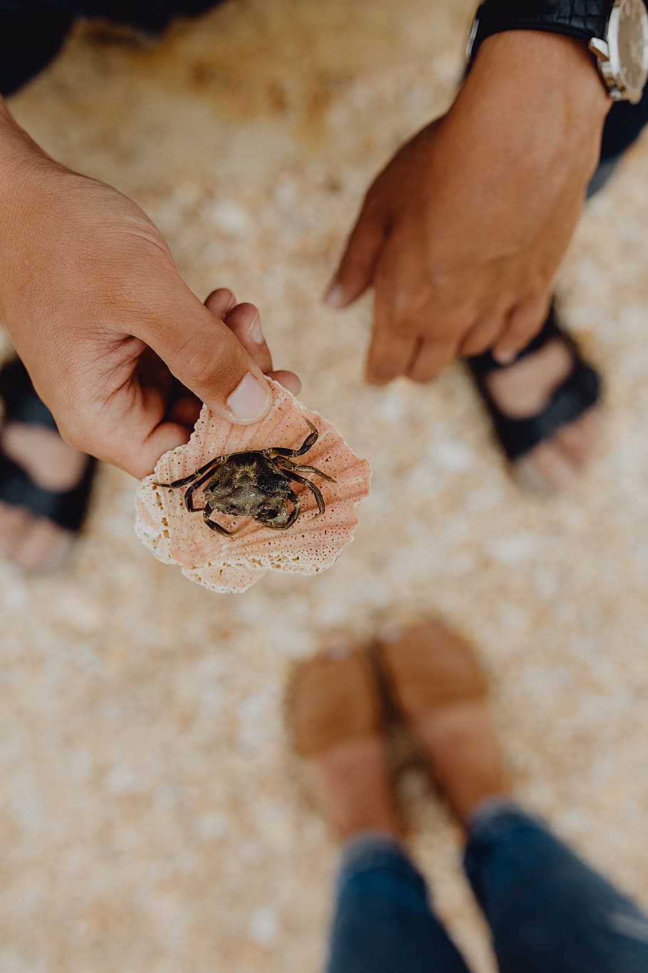 Dry dead crab at the beach, nature, human hand, human body part HD wallpaper