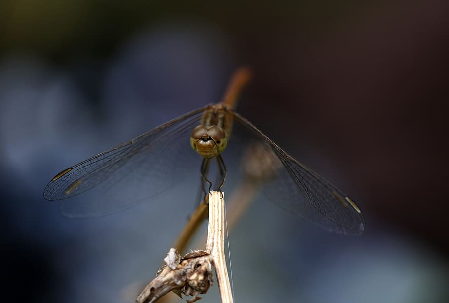 dragonfly, insecta, wings, summer, nature, transparent, animal wing HD wallpaper