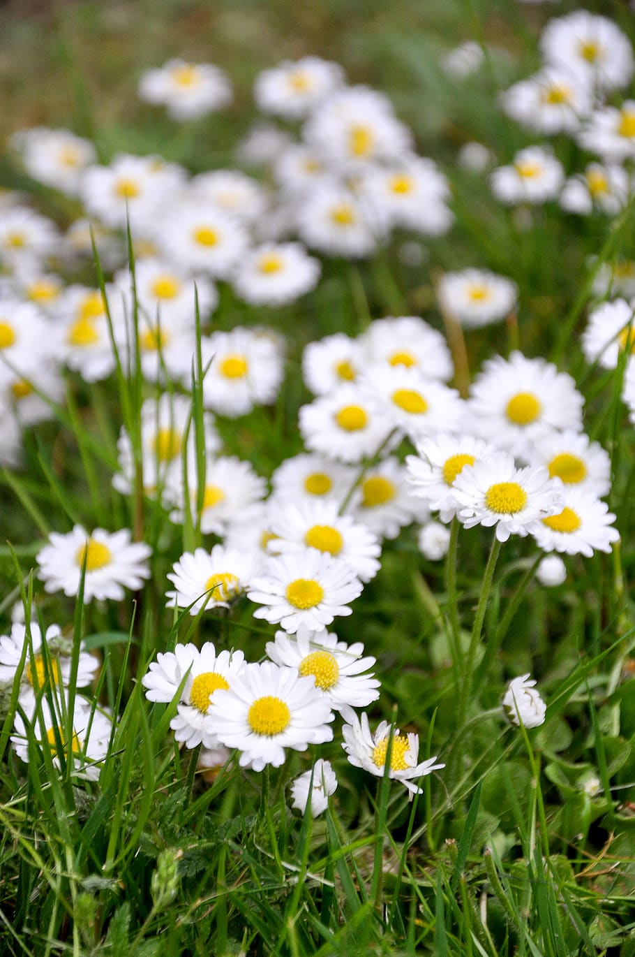 sweden, vikbolandet, white, yellow, green, flowers, spring HD wallpaper
