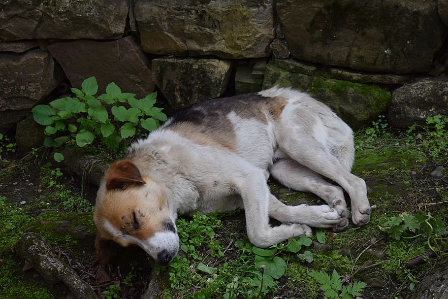 dog, georgia, sleep, mammal, one animal, animal themes, vertebrate HD wallpaper