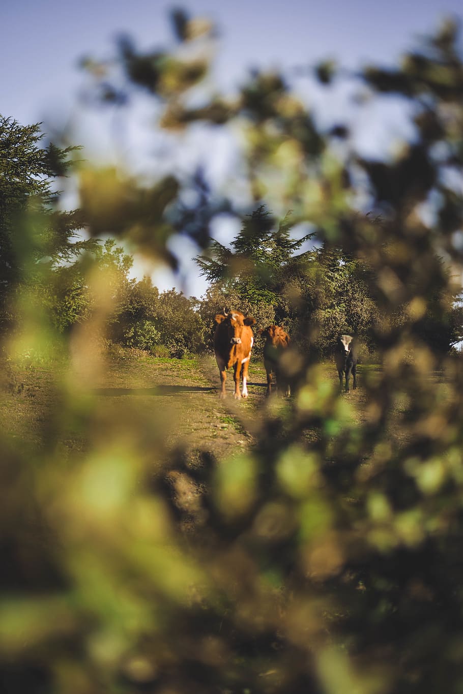Grazing Cows, animal, blur, daylight, depth of field, environment HD wallpaper