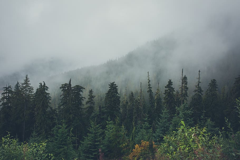 pine trees in forest with fogs, plant, land, beauty in nature HD wallpaper
