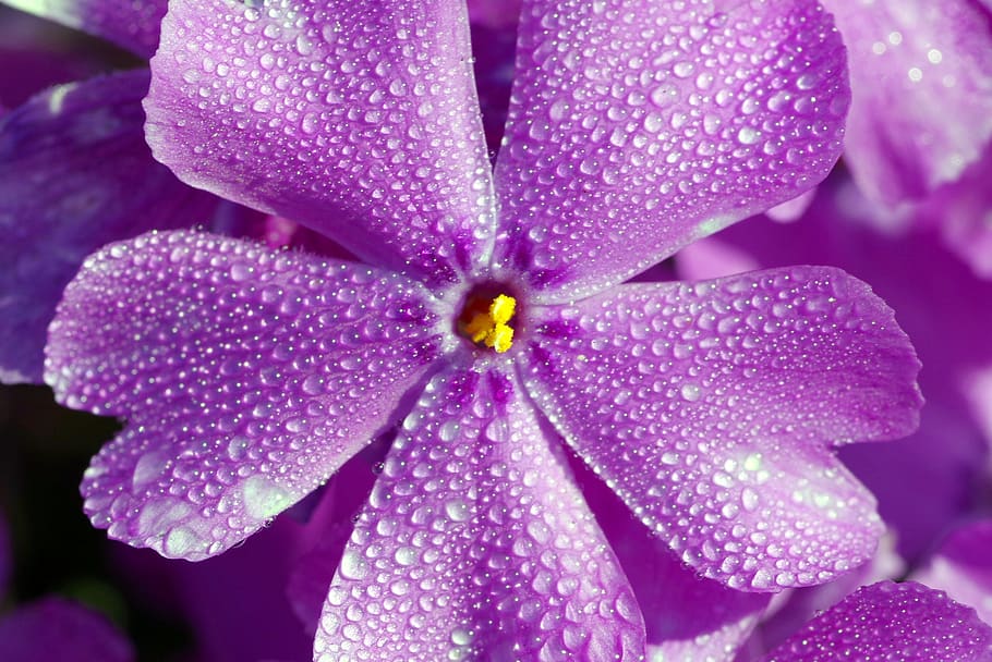 Purple Flower, beautiful, bloom, blooming, blossom, botanical HD wallpaper