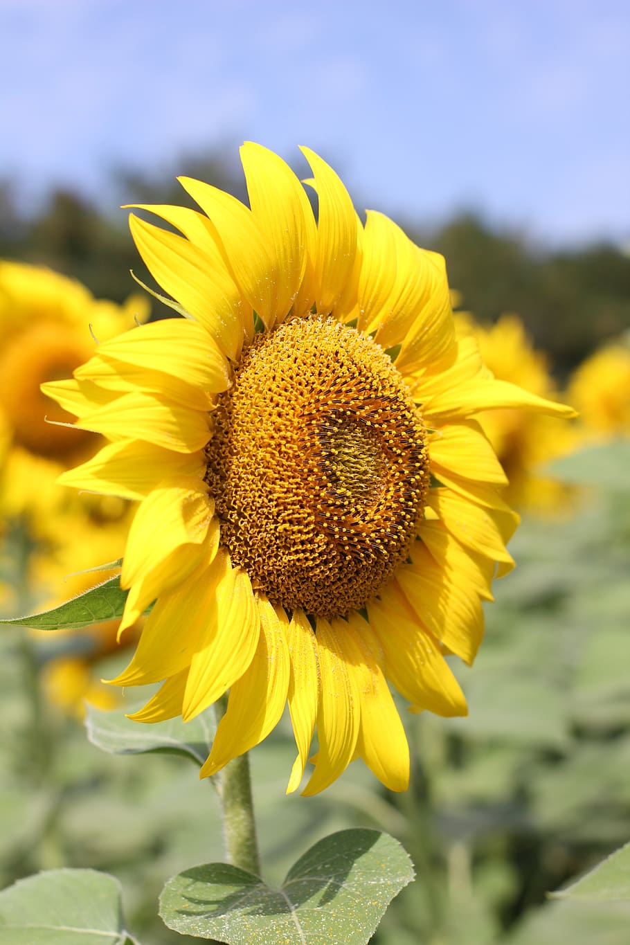sunflower, bloom, nature, summer, yellow, plant, close, flora HD wallpaper