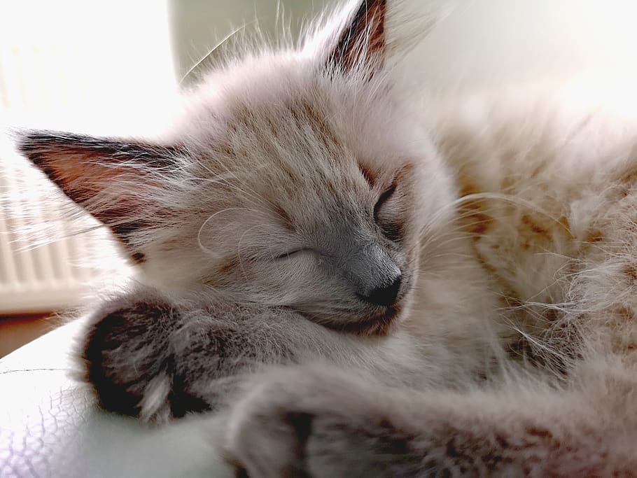 cat, domestic, mammal, pets, animal, animal themes, domestic animals HD wallpaper