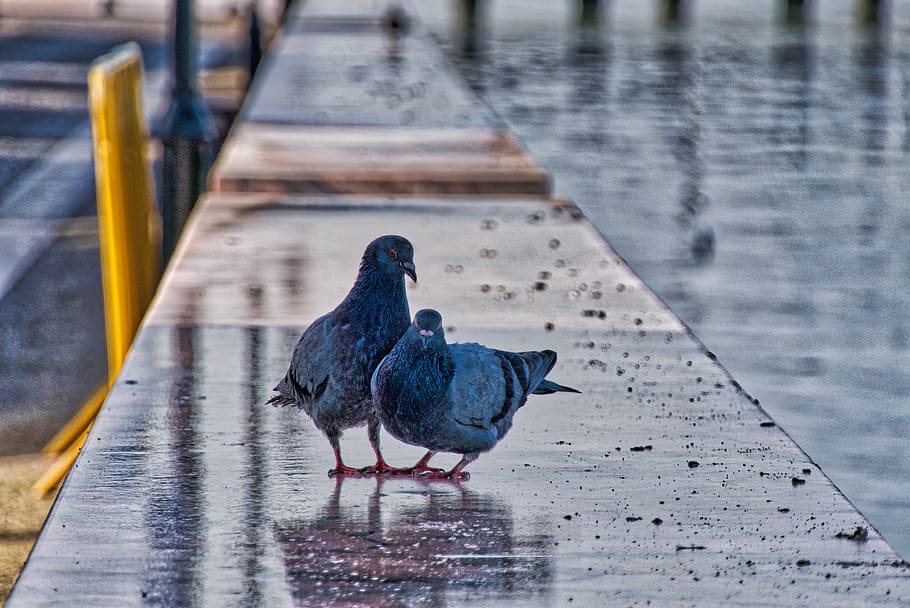 portugal, alcochete, pigeons, romantic, love, valentine, lovers, HD wallpaper