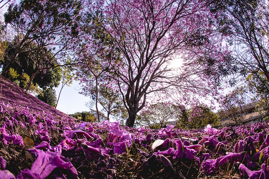 purple petaled flowers, plant, tree, flowering plant, beauty in nature HD wallpaper