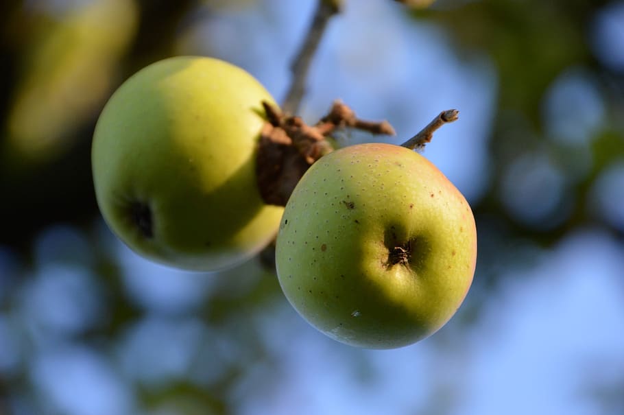 apple, fruit, vitamins, food, orchard, health, green, tree HD wallpaper